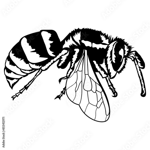 Yellow Jacket Wasp Insect Wasp