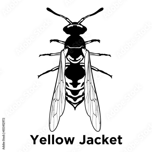Yellow Jacket  Wasp Insect Wasp