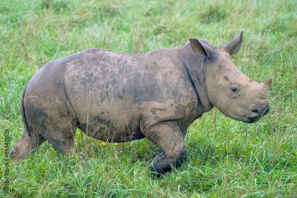 Fototapeta premium Baby White Rhino in grass