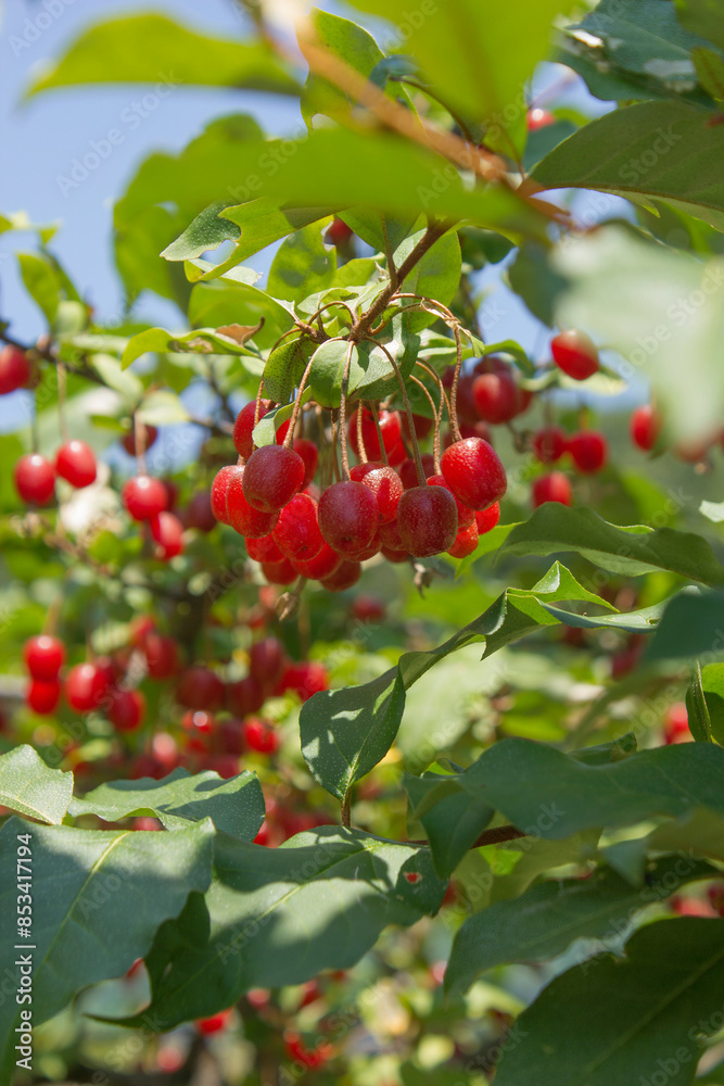 Ripe Autumn Olive Berries (Elaeagnus Umbellata) growing on a branch . oleaster Ripe Autumn Olive Berries (Elaeagnus Umbellata) growing on a branch . oleaster