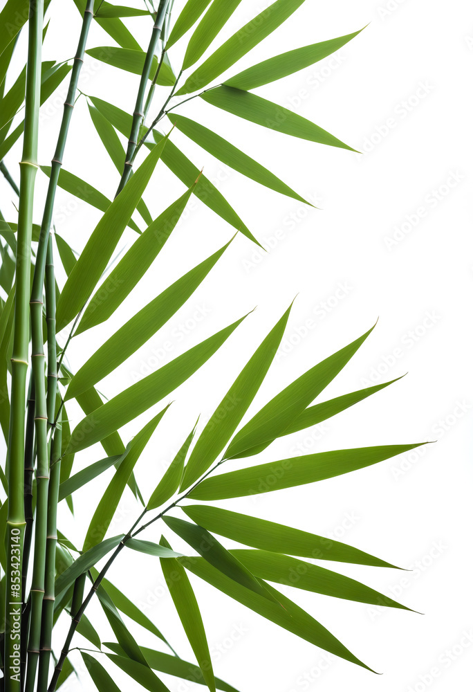 Obraz premium Graceful bamboo stems, minimalist and zen-inspired harmony and resilience. Meditation, nature, wellness, and sustainable living concepts. Verdant Tranquility: Embrace the Serenity of Bamboo's Grace