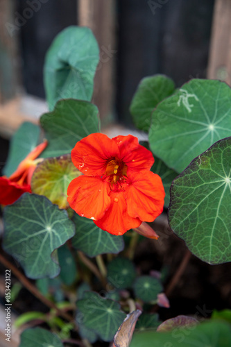 The garden nasturtium (Tropaeolum majus) flowering in flower pot. The plant is also known as nasturtium, Indian cress or monks cress. photo