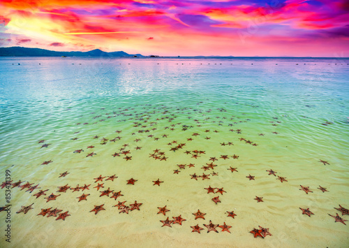Fototapeta Naklejka Na Ścianę i Meble -  Group of Glittering Starfish on sandy beach in a beautiful sunny day. The starfishes are sunbathing on the beach sand in front of the ocean.