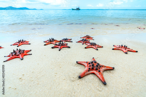 Fototapeta Naklejka Na Ścianę i Meble -  Group of Glittering Starfish on sandy beach in a beautiful sunny day. The starfishes are sunbathing on the beach sand in front of the ocean.