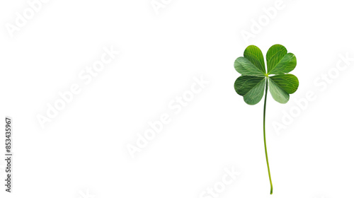 Clover on white background