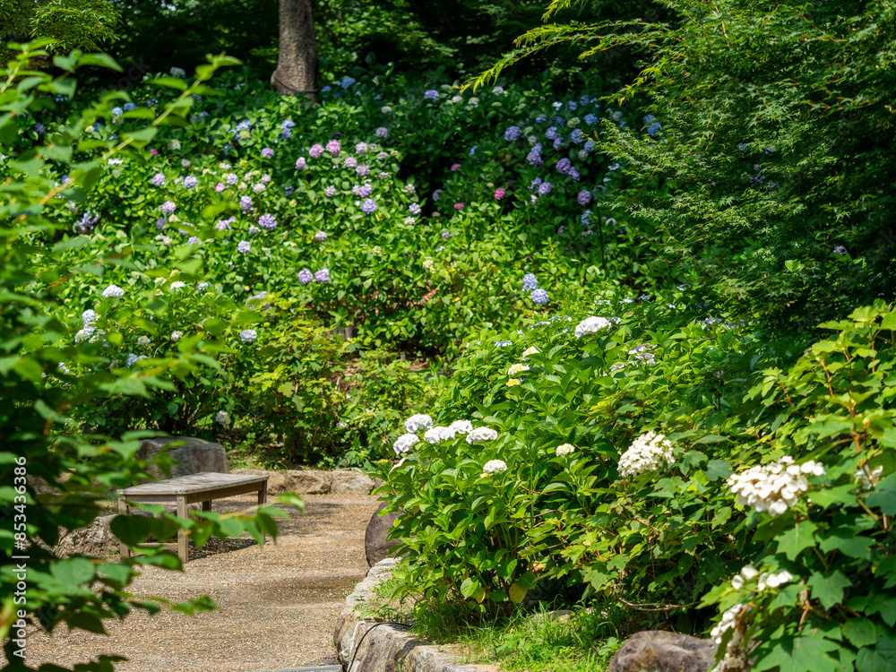 長居植物園のアジサイ園 長居植物園のアジサイ園