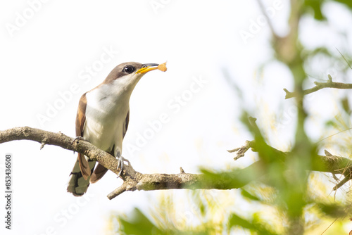 Obraz na plátne A yellow-billed cuckoo (Coccyzus americanus), a slim perching bird, in DeSoto Co
