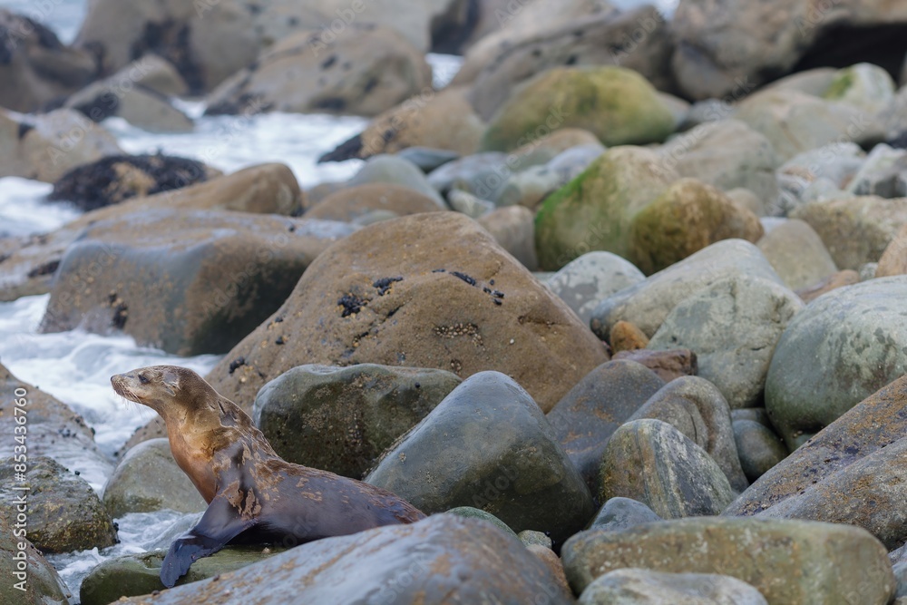 Seal relaxing on rocks in Pacifica, San Francisco, California, USA. Seal relaxing on rocks in Pacifica, San Francisco, California, USA.