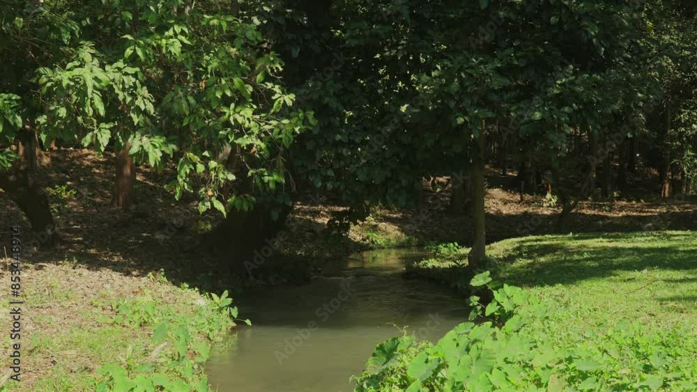 Serene forest scene with gentle stream flowing through lush green foliage and dappled sunlight filtering through trees. Perfect for depicting tranquility and natural beauty of forest environment.
