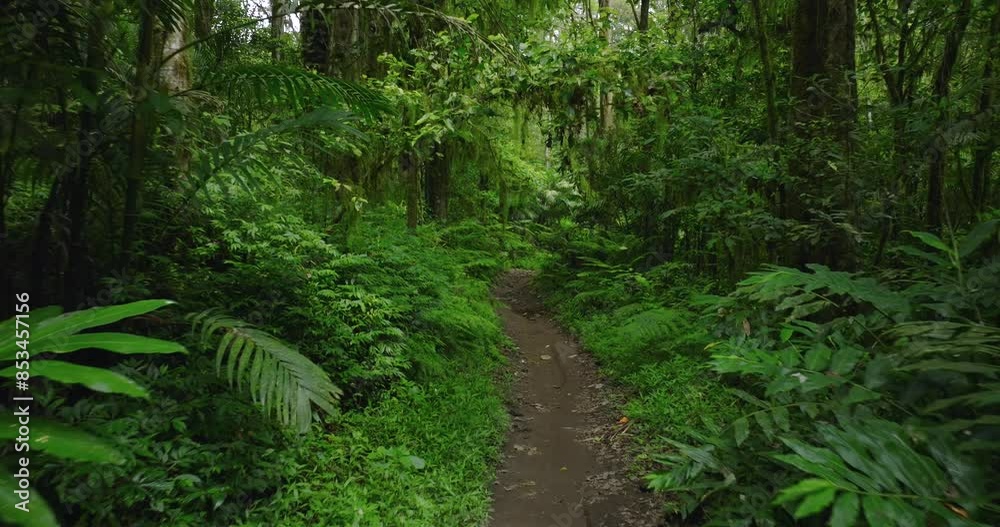 Drone flight in the tropical forest in Bali. Nature background of a rainforest. Drone flight in the tropical forest in Bali. Nature background of a rainforest.