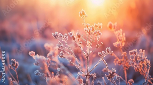 Close-up of frost-covered plants glowing in the warm light of a winter sunrise, highlighting the beauty of nature.