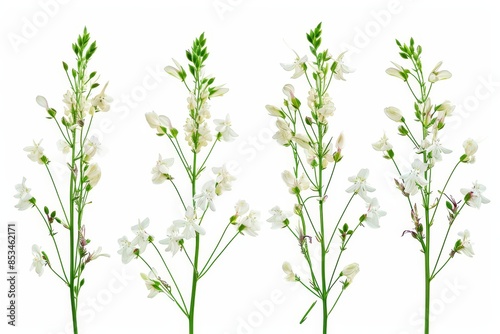 Stems of meadow grass with white flowers isolated on white background with clipping path. Full Depth of field. Focus stacking. PNG, Generative AI  © Snap Echo