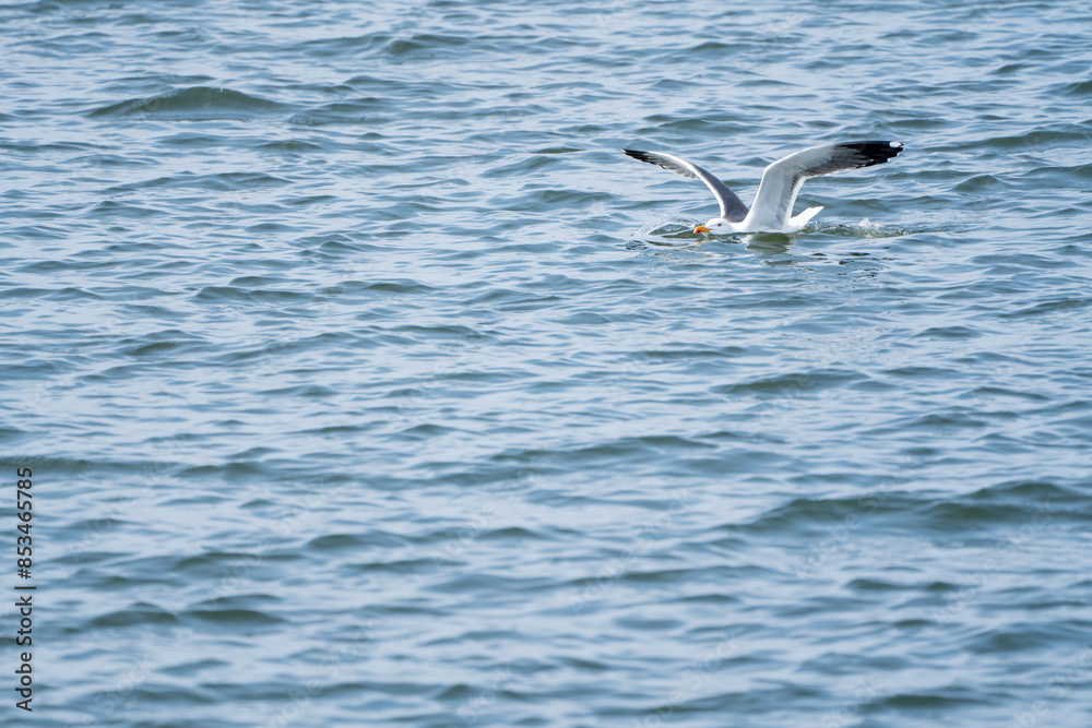 seagull land in the water seagull land in the water