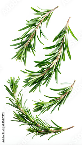Falling Rosemary twigs and leaves isolated on white background