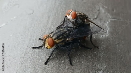 Two flies on top of each other photo