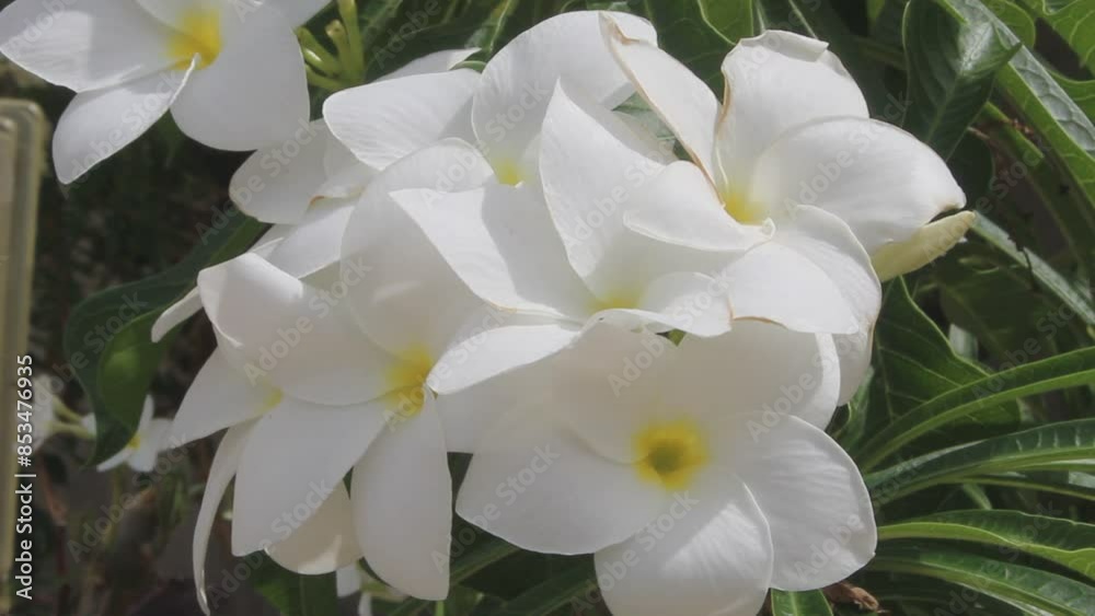 A bunch of white flowers of the Caribbean Jasmine, Plumeria pudica is a shrub belonging to the Apocynaceae family A bunch of white flowers of the Caribbean Jasmine, Plumeria pudica is a shrub belonging to the Apocynaceae family