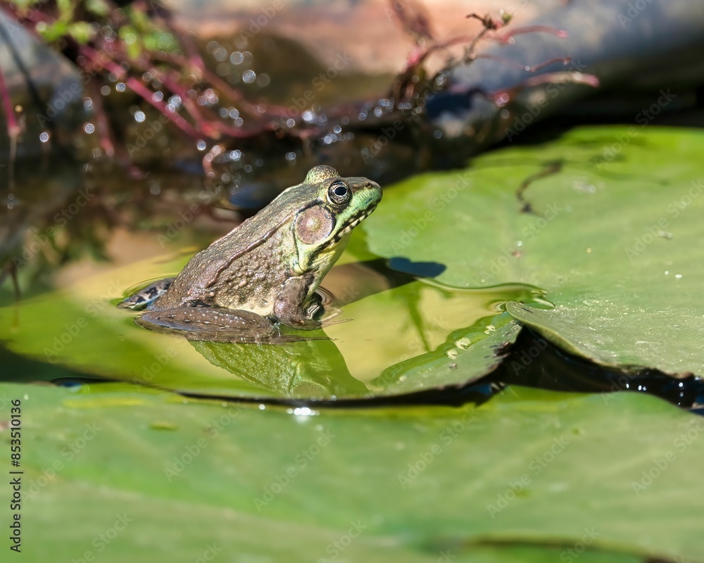 Close-up of an American Bullfrog in Dover, Tennessee Close-up of an American Bullfrog in Dover, Tennessee