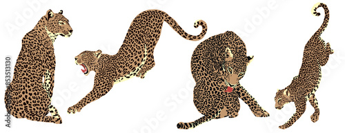Leopard Clipart. Set of Illustrations.