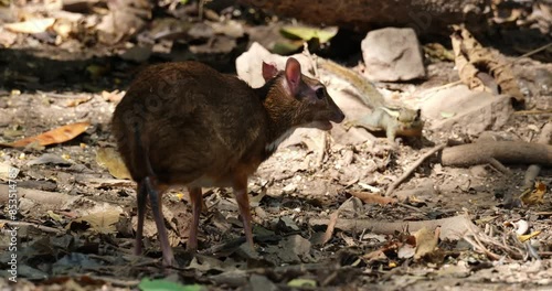 Seen from behind feeding and a squirrel joins, Lesser mouse-deer Tragulus kanchil, Thailand photo