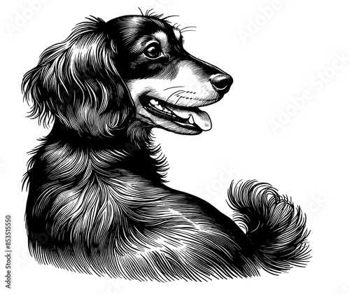 Hand drawn cute Dachshund portrait, vector sketch isolated on white background.