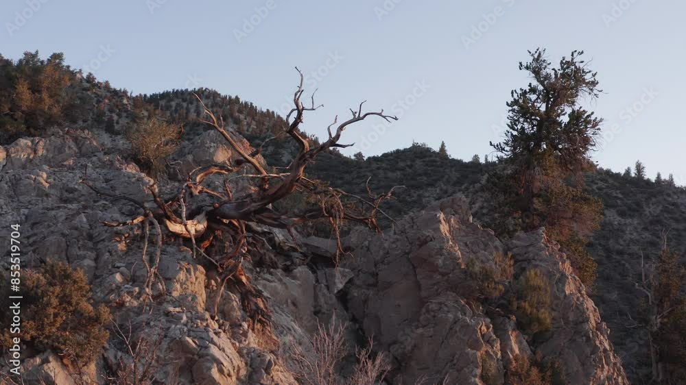 Methuselah, one of the oldest living tree in the world in beautiful sunset light. Bristlecone Pine Forest, California, US Methuselah, one of the oldest living tree in the world in beautiful sunset light. Bristlecone Pine Forest, California, US