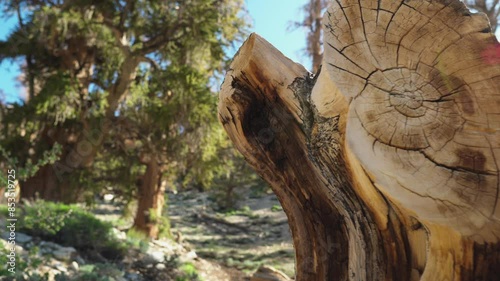 California's Ancient Bristlecone Pines: A Close View photo