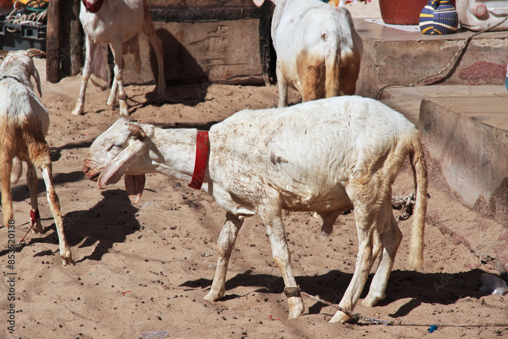 Goat in the vintage street of Saint-Louis, Senegal, West Africa
