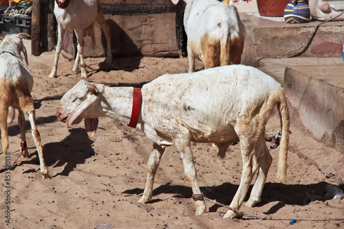Obraz na płótnie Goat in the vintage street of Saint-Louis, Senegal, West Africa w salonie