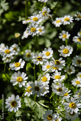 Daisy flowers in summer garden