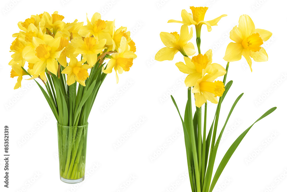 Daffodil flower or narcissus isolated on white background with full depth of field Daffodil flower or narcissus isolated on white background with full depth of field