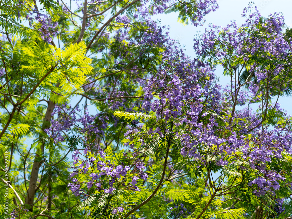 Obraz premium 植物園に咲いたジャカランダの花