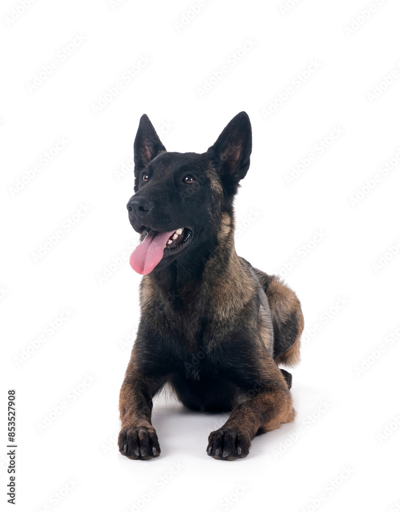 malinois in studio malinois in studio
