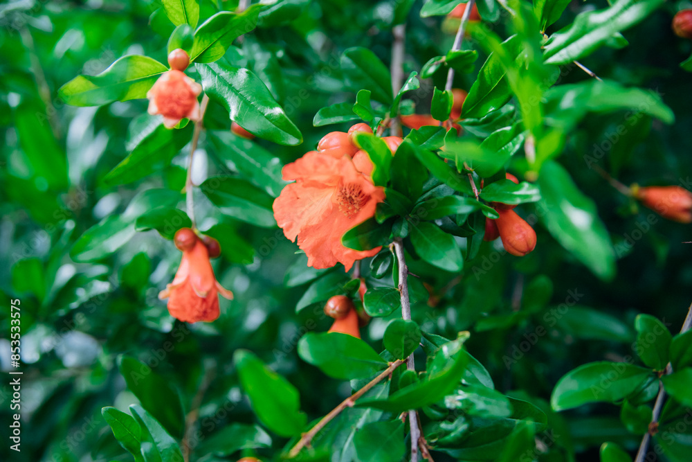 A closed pomegranate flower on a tree branch. Green foliage. A bush of a thermophilic plant. Garden. A closed pomegranate flower on a tree branch. Green foliage. A bush of a thermophilic plant. Garden.