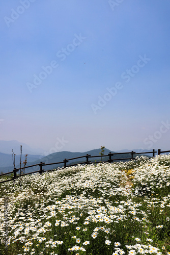 Pyeongchang Yukbaekmajigi, where daisies bloom 데이지가 만개한 평창 육백마지기 photo