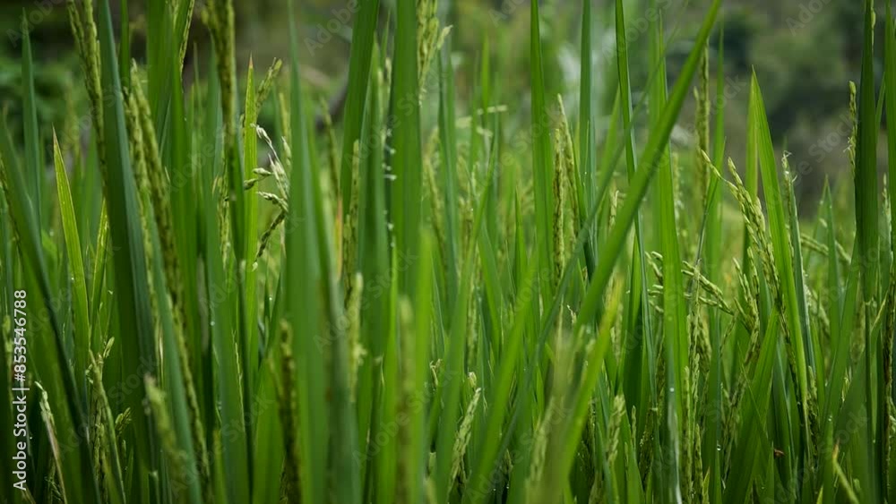 White rice plant at rice plantation, Bali, Indonesia. High quality FullHD slow motion footage White rice plant at rice plantation, Bali, Indonesia. High quality FullHD slow motion footage
