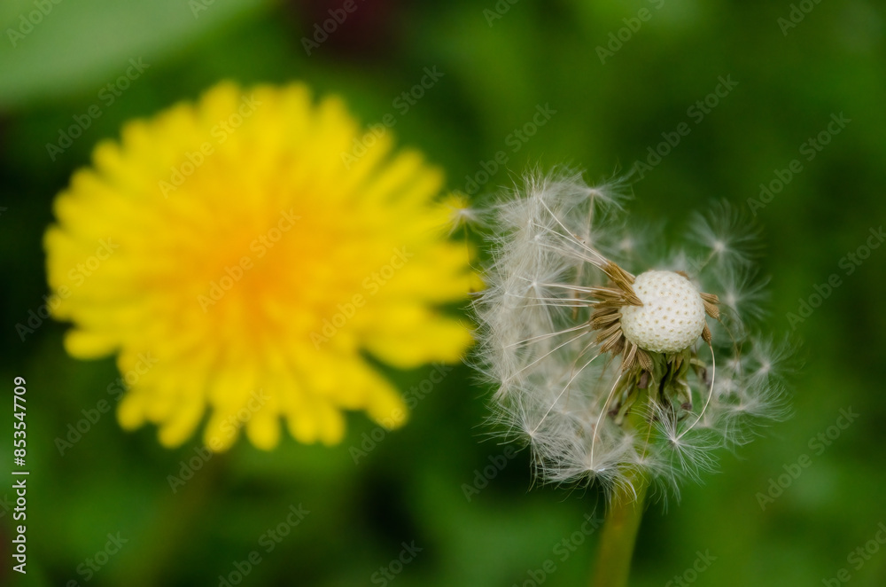 Fototapeta premium Yellow bright blooming sow thistles (Sonchus oleraceus) among green leaves, close up, peaceful garden atmosphere