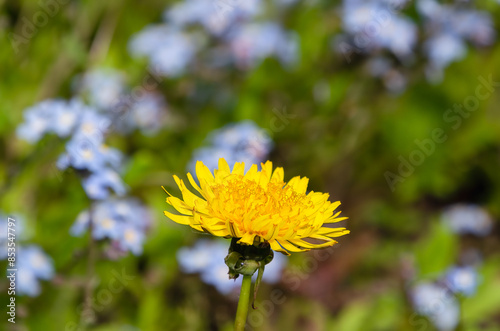 Yellow bright blooming sow thistles (Sonchus oleraceus) among green leaves, close up, peaceful garden atmosphere photo