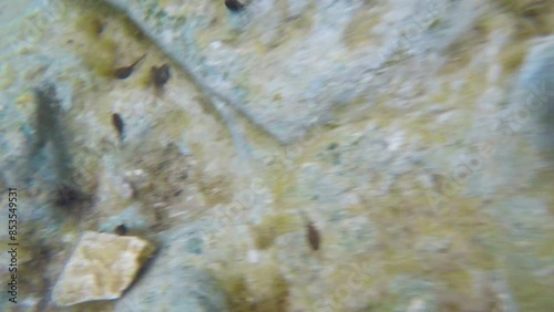 Tadpoles in a Shallow River