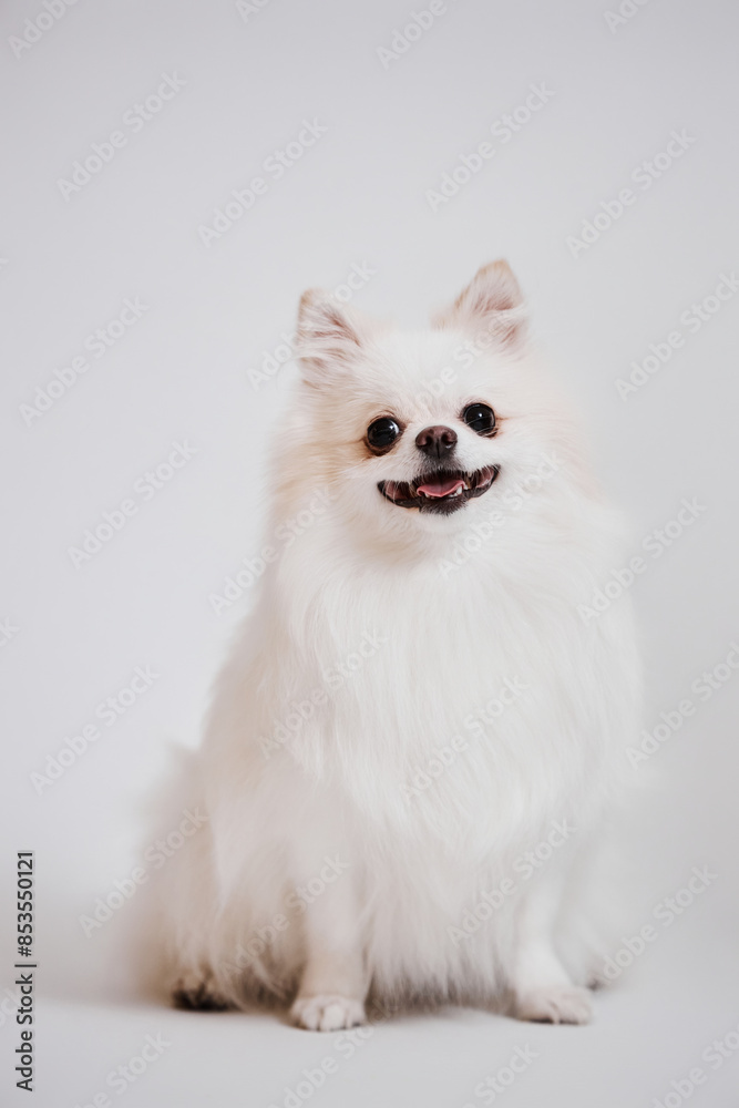 Minimal full length portrait of cute little Spitz dog looking at camera with smile on white background Minimal full length portrait of cute little Spitz dog looking at camera with smile on white background