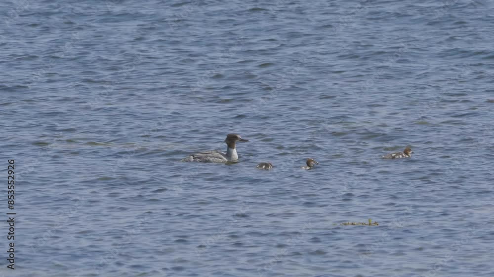 Goosander Chicks Learning How to Swim with Mother, Tracking Shot Goosander Chicks Learning How to Swim with Mother, Tracking Shot