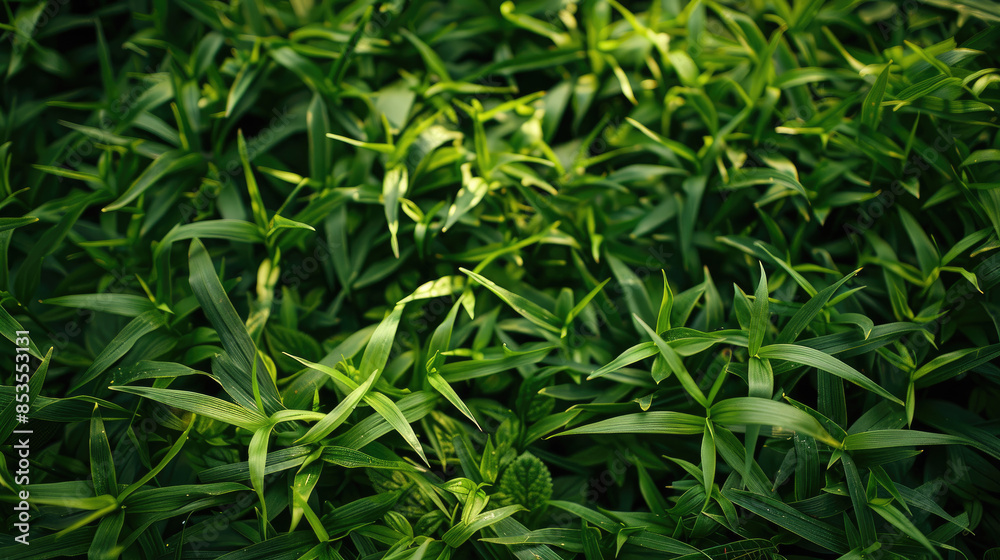 Outdoor Lush Green Grass Texture Outdoor Lush Green Grass Texture