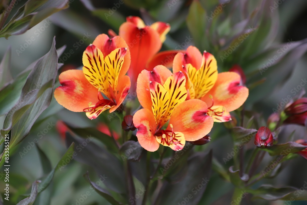 Alstroemeria aurea, commonly called Peruvian lily or incas. Alstroemeria aurea, commonly called Peruvian lily or incas.