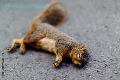 Deceased squirrel lying on the pavement. Fairfax, California, United States of America. photo