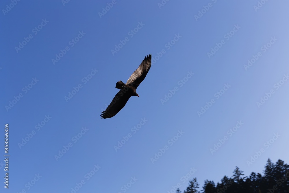 Eagle flying high in the sky. Mt Tamalpais, Marin, California, United States of America. Eagle flying high in the sky. Mt Tamalpais, Marin, California, United States of America.