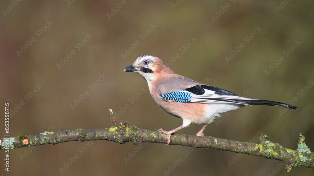 Eichelhäher (Garrulus glandarius) Eichelhäher (Garrulus glandarius)