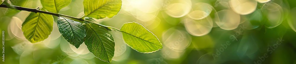 Green leaf with blurred greenery background in a garden, natural plants landscape as a cover page banner template for copy space using as a nature wallpaper Green leaf with blurred greenery background in a garden, natural plants landscape as a cover page banner template for copy space using as a nature wallpaper