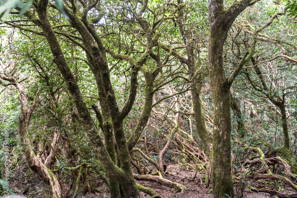 Fototapeta premium Laurel Park rural de Anaga, Tenerife lush greenery, walking paths, recreational area, local flora public park