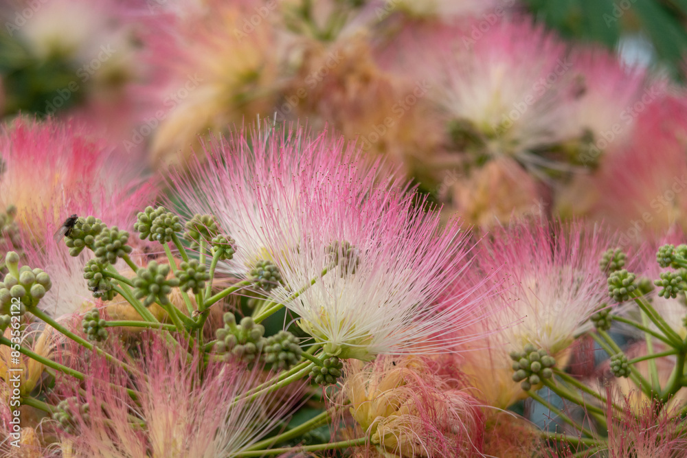Albizia julibrissin Silktree