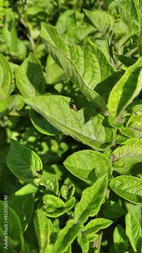 Wallpaper Mural Vertical video. Small little yellow caterpillar is eating green leaf on bush. Concept of breakfast, lunch, dinner, healthy food, gardening, vegetarianism, blooming. Summer sunny day. Springtime Torontodigital.ca