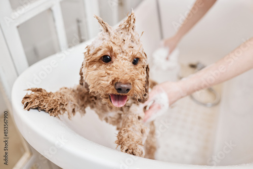 Portrait of cute wet puppy enjoying bath with funky hairstyle during care in grooming salon copy space photo